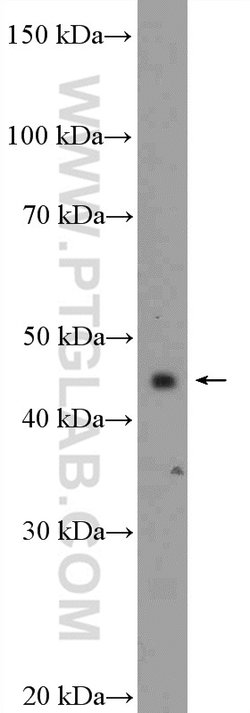 ITPK1 Rabbit anti-Human, Mouse, Polyclonal, Proteintech:Antibodies:Primary