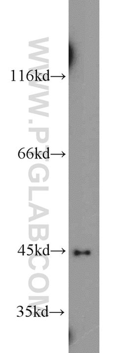 ITPK1 Rabbit anti-Human, Mouse, Polyclonal, Proteintech:Antibodies:Primary