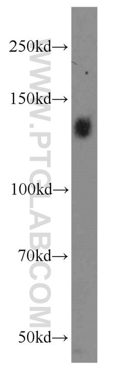 Integrin alpha-5 Rabbit anti-Human, Mouse, Non-human primate, Polyclonal,