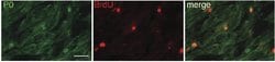 MPZ/P0 Rabbit anti-Human, Mouse, Rat, Polyclonal, Proteintech:Antibodies:Primary