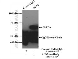RPN2 Rabbit anti-Human, Mouse, Rat, Polyclonal, Proteintech:Antibodies:Primary