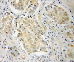 POT1 Rabbit anti-Human, Mouse, Polyclonal, Proteintech 150 &mu;L; Unconjugated:Antibodies,