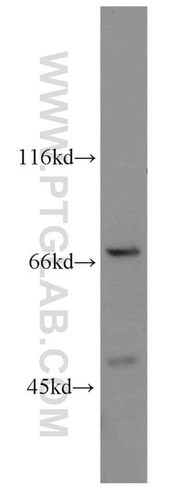 POT1 Rabbit anti-Human, Mouse, Polyclonal, Proteintech 150 &mu;L; Unconjugated:Antibodies,