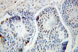 PELO Rabbit anti-Human, Mouse, Rat, Polyclonal, Proteintech 150 &mu;L;