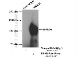 RBM15 Rabbit anti-Human, Mouse, Rat, Polyclonal, Proteintech 150 &mu;L;