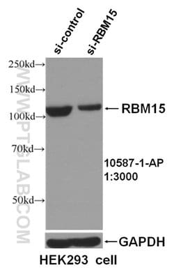 RBM15 Rabbit anti-Human, Mouse, Rat, Polyclonal, Proteintech 150 &mu;L;