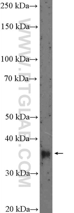 DLX5 Rabbit anti-Human, Mouse, Rat, Polyclonal, Proteintech:Antibodies:Primary