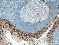 CD138/Syndecan-1 Rabbit anti-Human, Mouse, Rat, Polyclonal, Proteintech:Anticorps:Anticorps