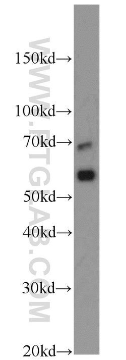 CD138/Syndecan-1 Rabbit anti-Human, Mouse, Rat, Polyclonal, Proteintech:Anticorps:Anticorps