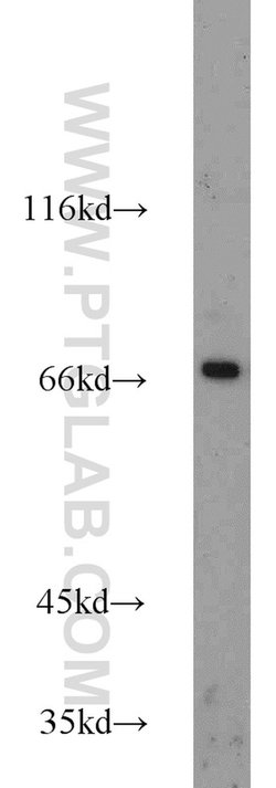 CD138/Syndecan-1 Rabbit anti-Human, Mouse, Rat, Polyclonal, Proteintech:Anticorps:Anticorps