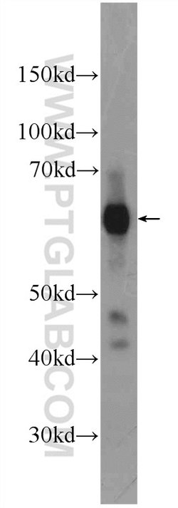GORASP2 Rabbit anti-Human, Mouse, Rat, Polyclonal, Proteintech:Antibodies:Primary