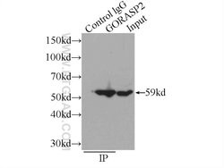 GORASP2 Rabbit anti-Human, Mouse, Rat, Polyclonal, Proteintech:Antibodies:Primary
