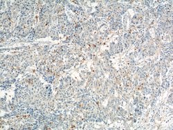 CD24 Rabbit anti-Human, Mouse, Rat, Polyclonal, Proteintech 150 &mu;L;