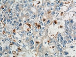 CD24 Rabbit anti-Human, Mouse, Rat, Polyclonal, Proteintech 150 &mu;L;