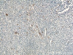 CD24 Rabbit anti-Human, Mouse, Rat, Polyclonal, Proteintech 150 &mu;L;