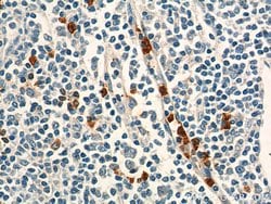 CD24 Rabbit anti-Human, Mouse, Rat, Polyclonal, Proteintech 150 &mu;L;