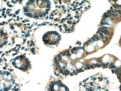 CD24 Rabbit anti-Human, Mouse, Rat, Polyclonal, Proteintech 150 &mu;L;