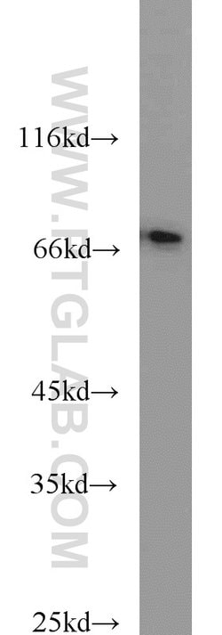 CD24 Rabbit anti-Human, Mouse, Rat, Polyclonal, Proteintech 150 &mu;L;