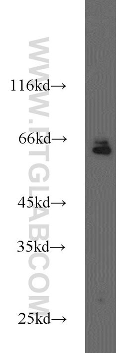 CD24 Rabbit anti-Human, Mouse, Rat, Polyclonal, Proteintech 150 &mu;L;