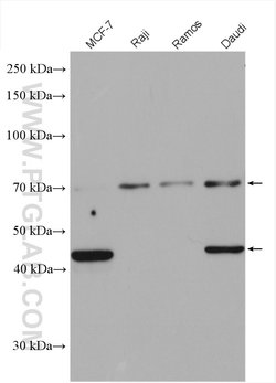 CD24 Rabbit anti-Human, Mouse, Rat, Polyclonal, Proteintech 150 &mu;L;