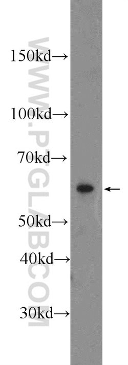 CD24 Rabbit anti-Human, Mouse, Rat, Polyclonal, Proteintech 150 &mu;L;