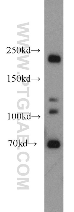 Plexin B2 Rabbit anti-Human, Mouse, Rat, Polyclonal, Proteintech 150 &mu;L;
