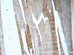 UFD1L Rabbit anti-Human, Mouse, Rat, Polyclonal, Proteintech:Antibodies:Primary