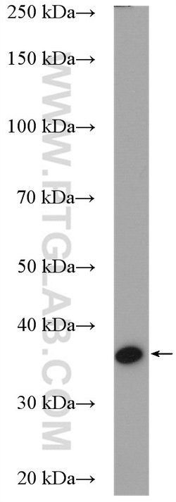 UFD1L Rabbit anti-Human, Mouse, Rat, Polyclonal, Proteintech:Antibodies:Primary