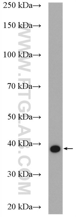UFD1L Rabbit anti-Human, Mouse, Rat, Polyclonal, Proteintech:Antibodies:Primary