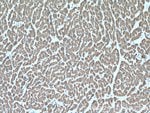 Thumbnail_SDHB Rabbit anti-Human, Mouse, Rat, Polyclonal, Proteintech 150 &mu;L;