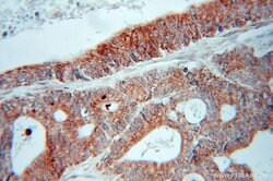 FADS1 Rabbit anti-Human, Mouse, Polyclonal, Proteintech 150 &mu;L; Unconjugated:Antibodies,