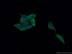 TOR3A Rabbit anti-Human, Mouse, Polyclonal, Proteintech 150 &mu;L; Unconjugated:Antibodies,