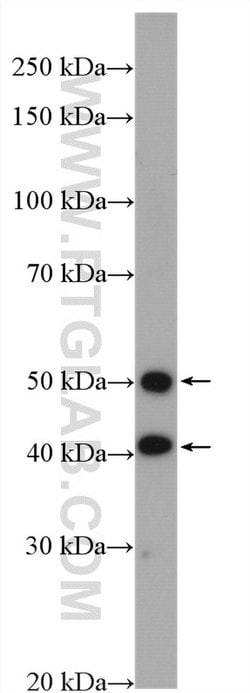 TOR3A Rabbit anti-Human, Mouse, Polyclonal, Proteintech 150 &mu;L; Unconjugated:Antibodies,