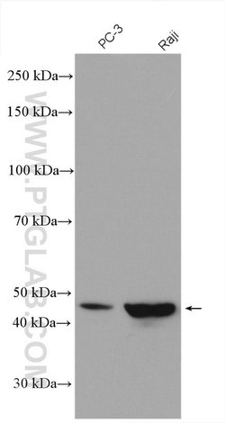 TOR3A Rabbit anti-Human, Mouse, Polyclonal, Proteintech 150 &mu;L; Unconjugated:Antibodies,