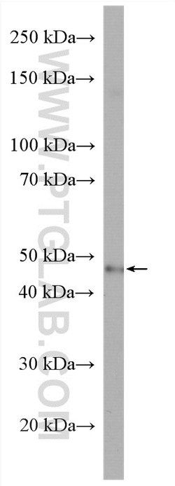 TOR3A Rabbit anti-Human, Mouse, Polyclonal, Proteintech 150 &mu;L; Unconjugated:Antibodies,