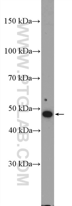 IFRD2 Rabbit anti-Human, Polyclonal, Proteintech 150 &mu;L; Unconjugated:Antibodies,