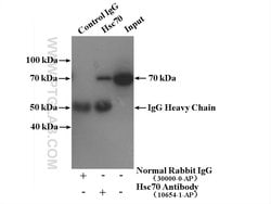 Hsc70 Rabbit anti-Human, Mouse, Rat, Polyclonal, Proteintech:Anticuerpos:Anticuerpos