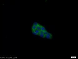 DENR Rabbit anti-Human, Mouse, Rat, Polyclonal, Proteintech 20 &mu;L; Unconjugated:Antibodies,