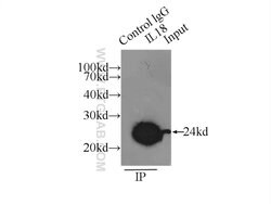 IL18 Rabbit anti-Human, Polyclonal, Proteintech:Antibodies:Primary Antibodies