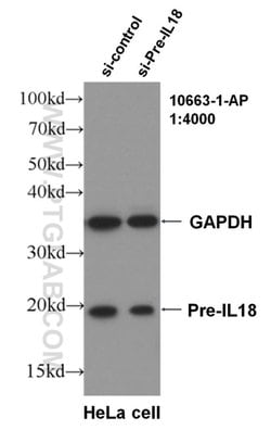 IL18 Rabbit anti-Human, Polyclonal, Proteintech:Antibodies:Primary Antibodies