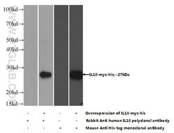IL18 Rabbit anti-Human, Polyclonal, Proteintech:Antibodies:Primary Antibodies