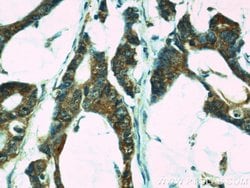 Proteintech IL18 Rabbit anti-Human, Polyclonal, Proteintech
