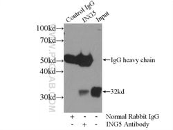 ING5 Rabbit anti-Human, Mouse, Rat, Polyclonal, Proteintech:Antibodies:Primary