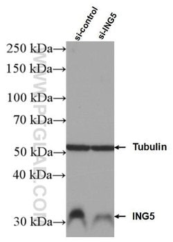 ING5 Rabbit anti-Human, Mouse, Rat, Polyclonal, Proteintech:Antibodies:Primary