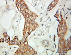 SCLY Rabbit anti-Human, Mouse, Rat, Polyclonal, Proteintech 150 &mu;L;