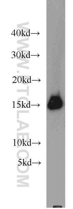 FABP3 Rabbit anti-Human, Mouse, Rat, Polyclonal, Proteintech 150 &mu;L | Buy Online | Proteintech | Fisher Scientific