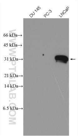 KLK3/PSA Rabbit anti-Human, Polyclonal, Proteintech:Anticuerpos:Anticuerpos