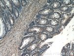 Thumbnail_MMS2 Rabbit anti-Human, Mouse, Rat, Polyclonal, Proteintech:Anticuerpos:Anticuerpos