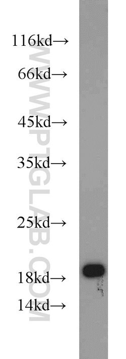 MMS2 Rabbit anti-Human, Mouse, Rat, Polyclonal, Proteintech:Anticuerpos:Anticuerpos