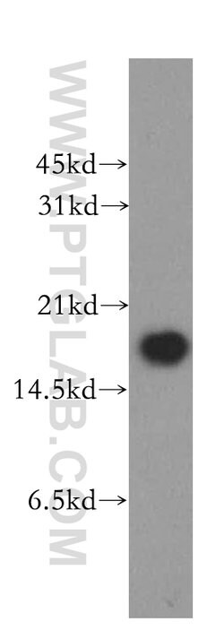 MMS2 Rabbit anti-Human, Mouse, Rat, Polyclonal, Proteintech:Anticuerpos:Anticuerpos